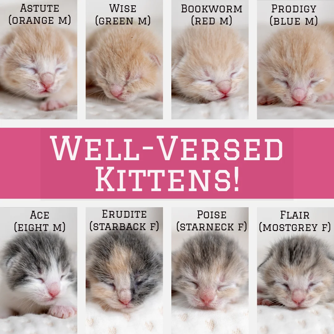 Introducing the Well-Versed Kittens! — Kitten Academy